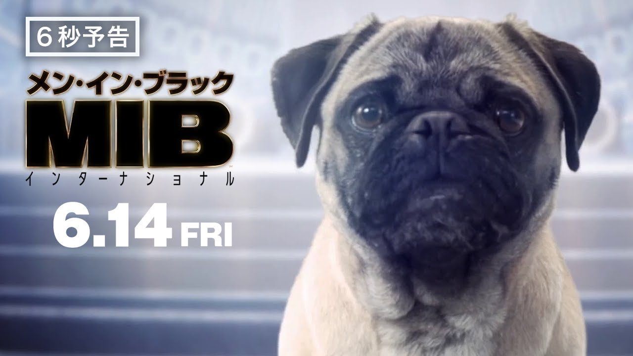 癒し注意 犬好き必見 編 映画 メン イン ブラック インターナショナル 6月14日 金 公開 Youtube