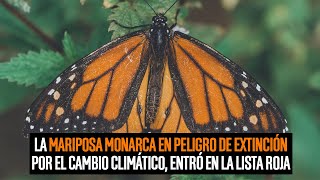 La mariposa monarca en peligro de extinción por el cambio climático, entró en la Lista Roja