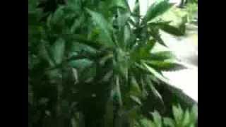 400 watt veg update