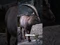 Crazy Facts About Goat #animalfacts #animals #wildlife
