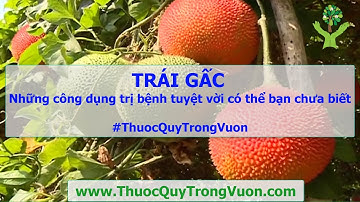 TRÁI GẤC Những công dụng trị bệnh tuyệt vời có thể bạn chưa biết  #ThuocQuyTrongVuon