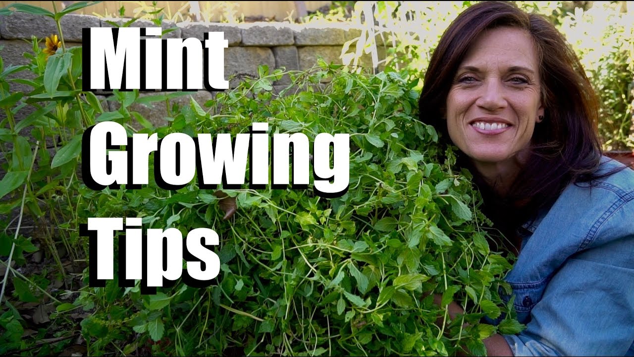 How to Grow Mint Outdoors - 8 Tips and Tricks - Dirt and Dough