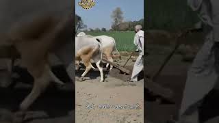 Haryanvi bull top breed and village people full hard 👳💥working #respect #shorts #bull #viral