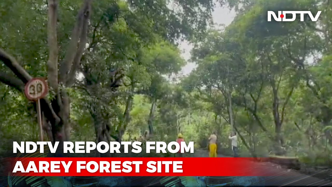 Trimming Of Trees Begin At Aarey Colony