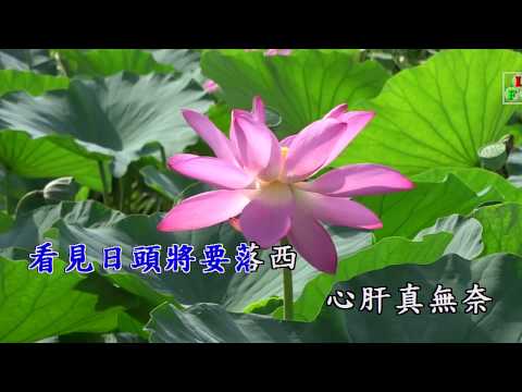 18純情曲