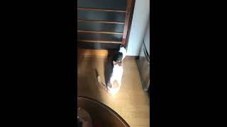 住職をお迎えにゃんこ。