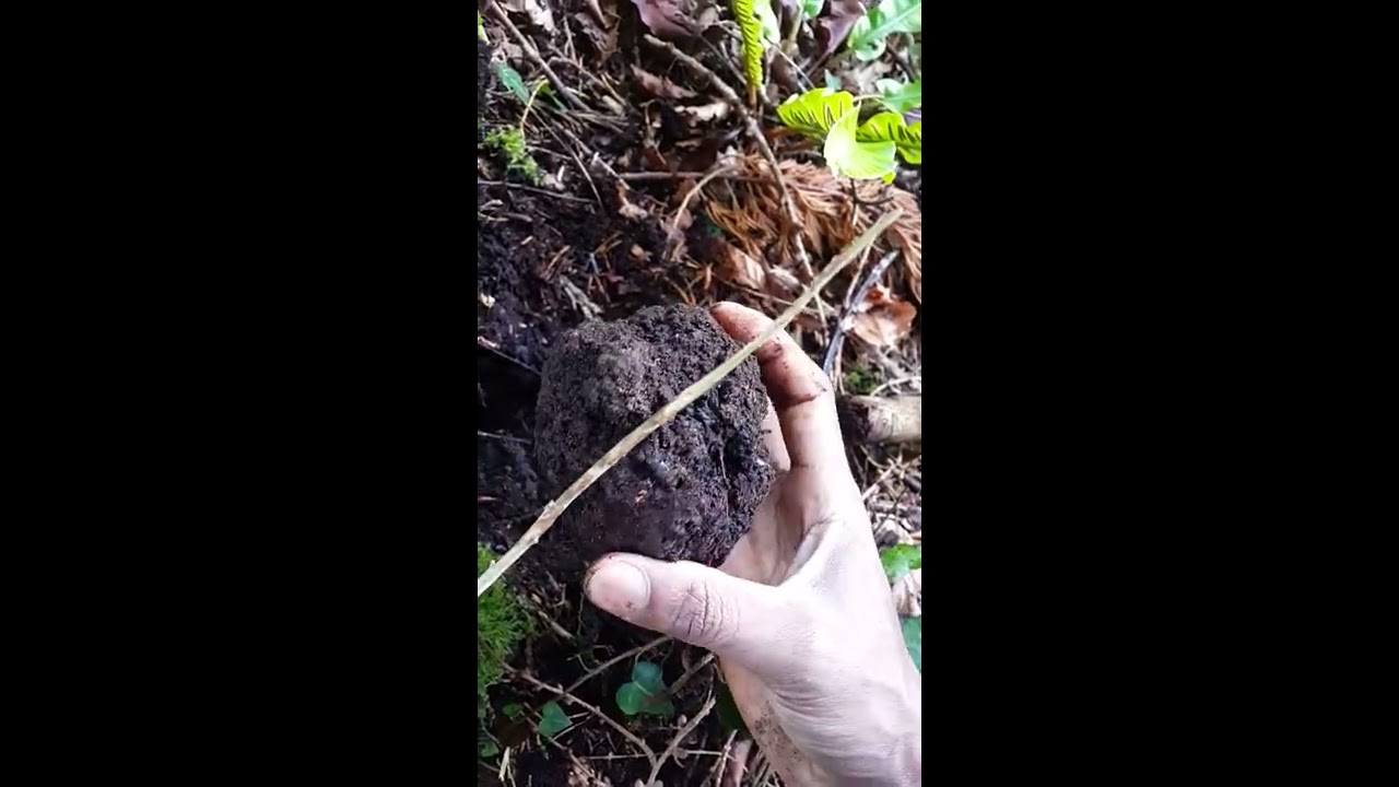 Finding a beautiful Black truffle in Ireland