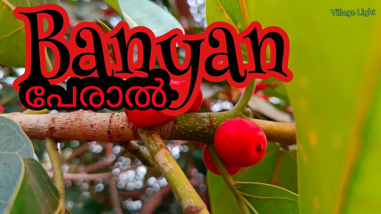 ആല്‍ വേറെ ഇതാണ്  യഥാര്‍ത്ഥ പേരാല്‍ |ಇದು ನಿಜವಾದ ಹೆಸರು | Ficus benghalensis | Banyan