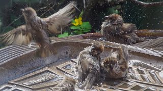 Массовое купание воробьев в субботу. Mass bathing of sparrows.