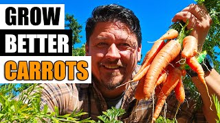 Growing Carrots  The Definitive Guide