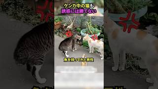 ケンカ中の猫も誘惑には勝てない#猫 #猫動画