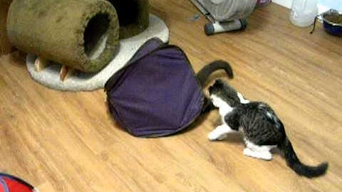 Burned Kitten Khloe DSCN4331.AVI