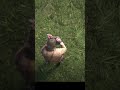 Rabbit Hunting in Red Dead Redemption 2 🐇
