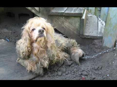 Video: Apa itu Torbutrol Obat yang Digunakan untuk Anjing?