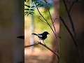 Epic Indian Birds in 4K! ✨ (Jaipur) #shorts
