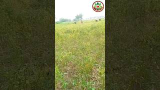 গ্রামের কৃষকের কাজ Village farmer work #farmer #Village #work