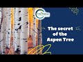 The Secret of the Aspen Trees Mp3 Song