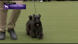 Scottish Terriers | Breed Judging 2023