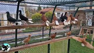 Deutsche Langschnäblige Tümmler Arkadiusz Klecha