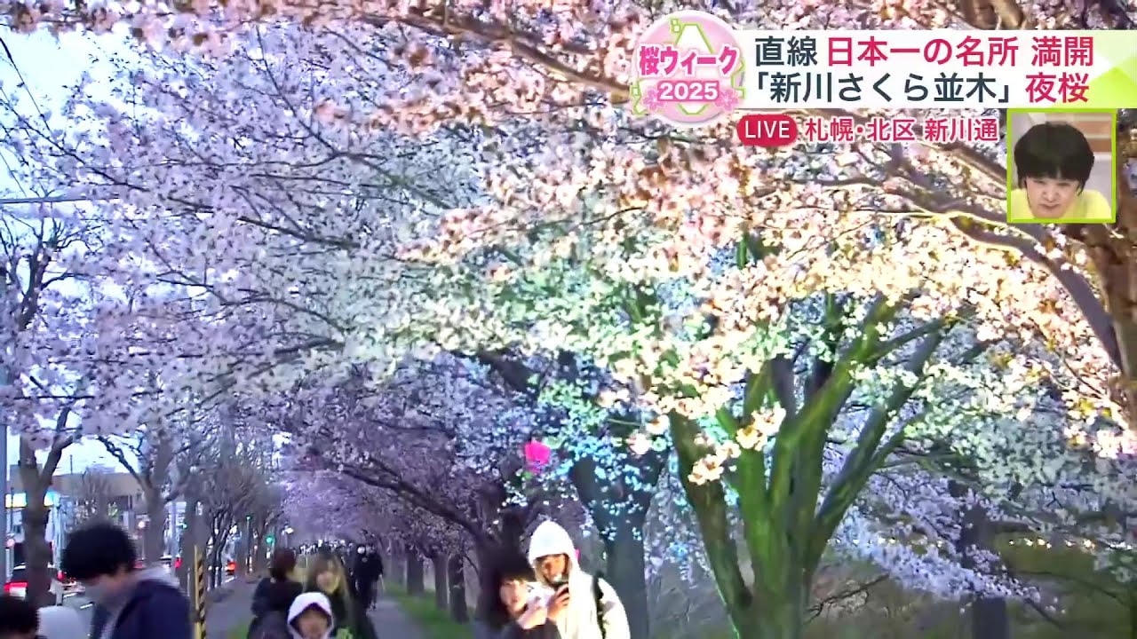 夜桜様　お取り置き8/16まで hq720.jpg?sqp=-