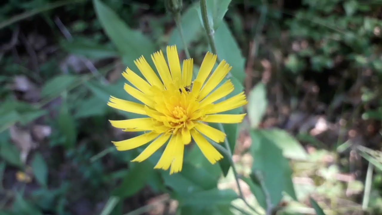 Stijf havikskruid - Hieracium laevigatum