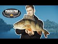 Perch Pro Prep (1) - Die Barsch-Suche