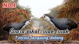 Suara ruak ruak pikat paling ampuh