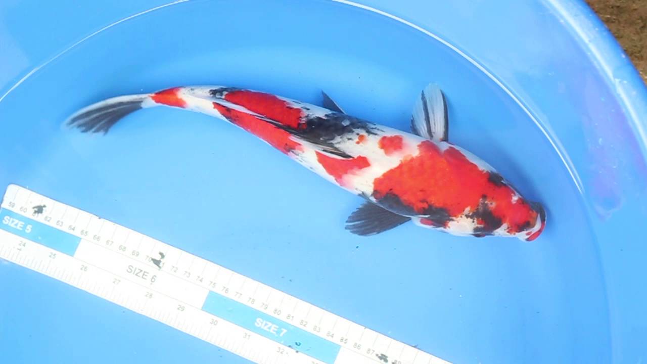 19 Showa 32 175 vat 17 1