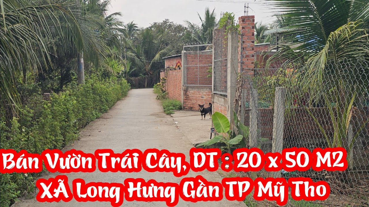 TẬP 4600:Bán Vườn Trái Cây,Đường xe Ôtô(20x50M2),Xã Long Hưng Gần TP Mỹ Tho