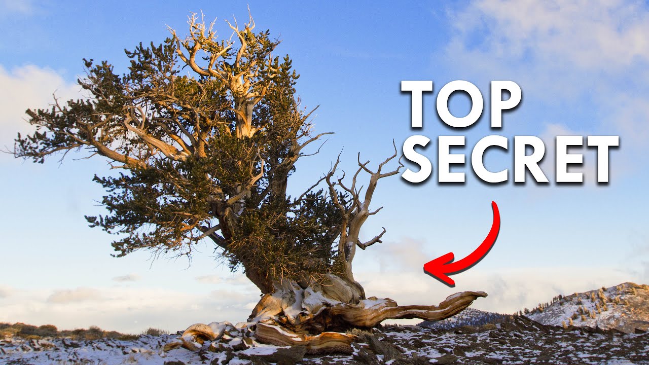 the oldest bristlecone pine tree in world