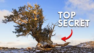 The Location Of This 5000 YearOld Tree Is Top Secret