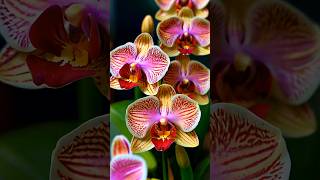 Mesmerizing Up-close Orchid Flower Beauty #orchidflower #orchid #flowerorchid #plant #flowertype screenshot 4