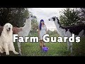 Farm Guardians | Guard Dogs, Llamas and Donkeys