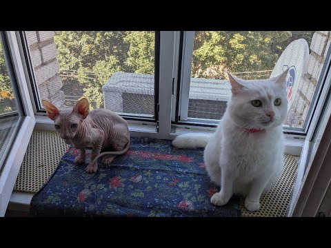 Умилительное весёлое видео игр Лорика и Фокса