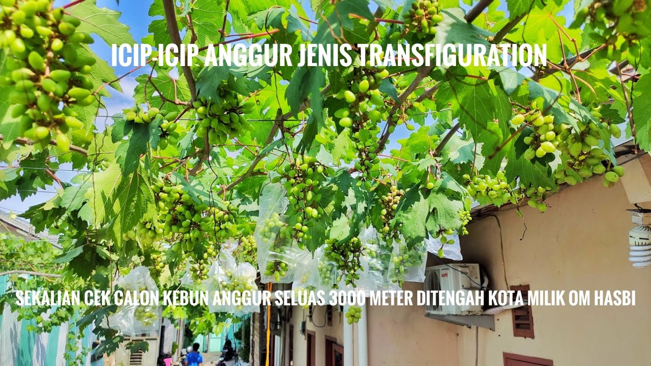 UPDATE ANGGUR TRANSFIGURATION 150 DOMPOL 1 POHON SEKALIAN CEK CALON KEBUN ANGGUR MILIK OM HASBI