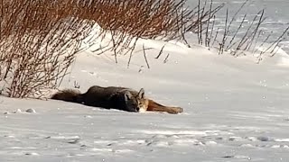 Mississippi River Flyway Cam. Coyote in the snow - explore.org 02-14-2022