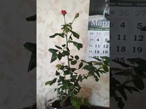 Розы из коробки. Промежуточные результаты. 12.03.24г. Нина Вейбул ...