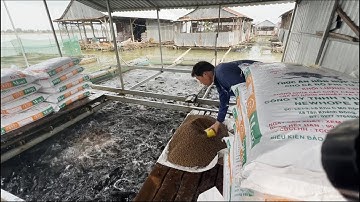 Trải nghiệm nghề nuôi cá bè - Sông Nước Cửu Long - Nguyễn Hùng