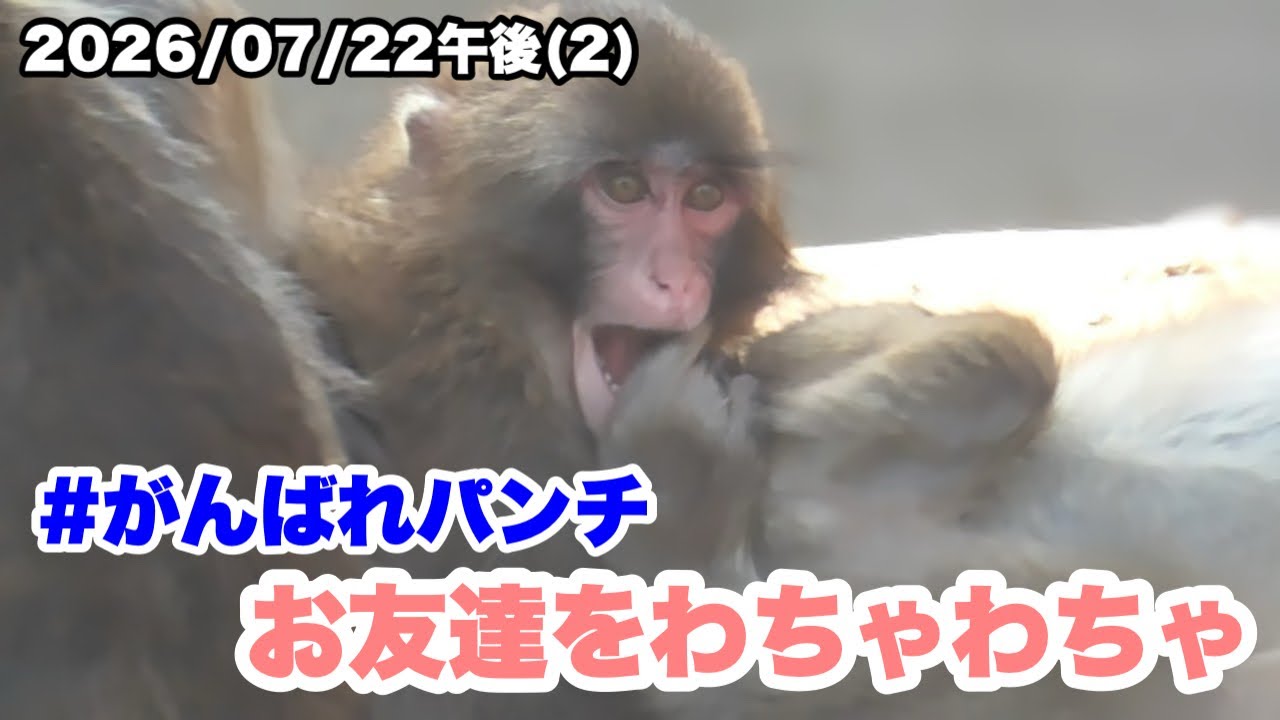 7/22午後(2) パンチくん、お友達とわちゃわちゃ＆毛づくろい（Punch