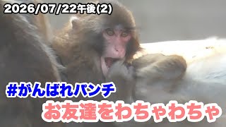 7/22午後(2) パンチくん、お友達とわちゃわちゃ＆毛づくろい（Punch