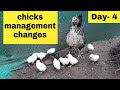 Chicks management changes ( गावठी कोंबडीने पिल्ले काढली असतील तर चौथ्या दिवशी हे चेंजेस करा. )