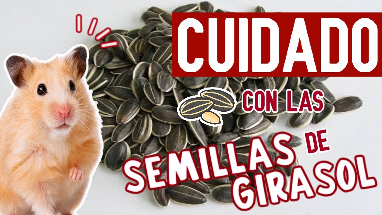 leopardo Eficacia Extremadamente importante Pueden COMER SEMILLAS de GIRASOL los HAMSTER - YouTube