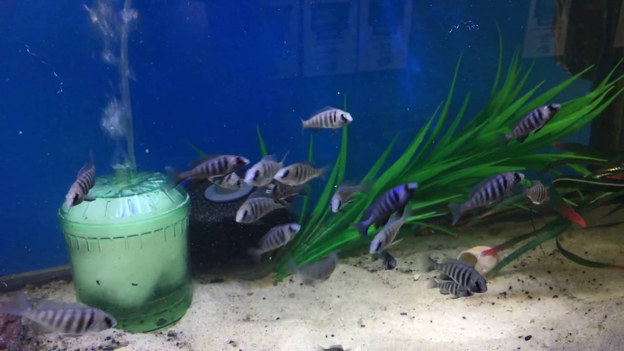 Placidochromis Sp Phenochilus Tanzania Star Sapphire Youtube