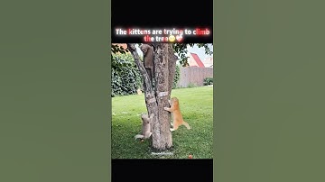 The kittens are trying to climb the tree🥺❤️‍🩹 #cat #emotional #shorts #MasoodGhuncha