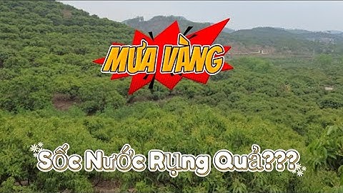 SAU CƠN MƯA VÀNG VẢI THIỀU LỤC NGẠN CÓ BỊ RỤNG DO SỐC NƯỚC I NÚI ĐỒI LỤC NGẠN