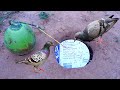 Amazing pigeon bird trapping using coconut with box / #diy /#reels