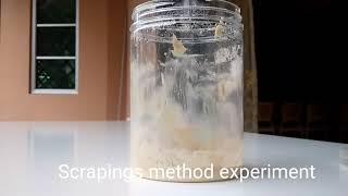 Scrapings method experiment Sourdough