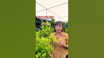 Cây Lựu đỏ Ấn Độ chiete cành nhập khẩu | 0386569374 - Ngọc Ngân Bến Tre | Chuyên cây độc lạ