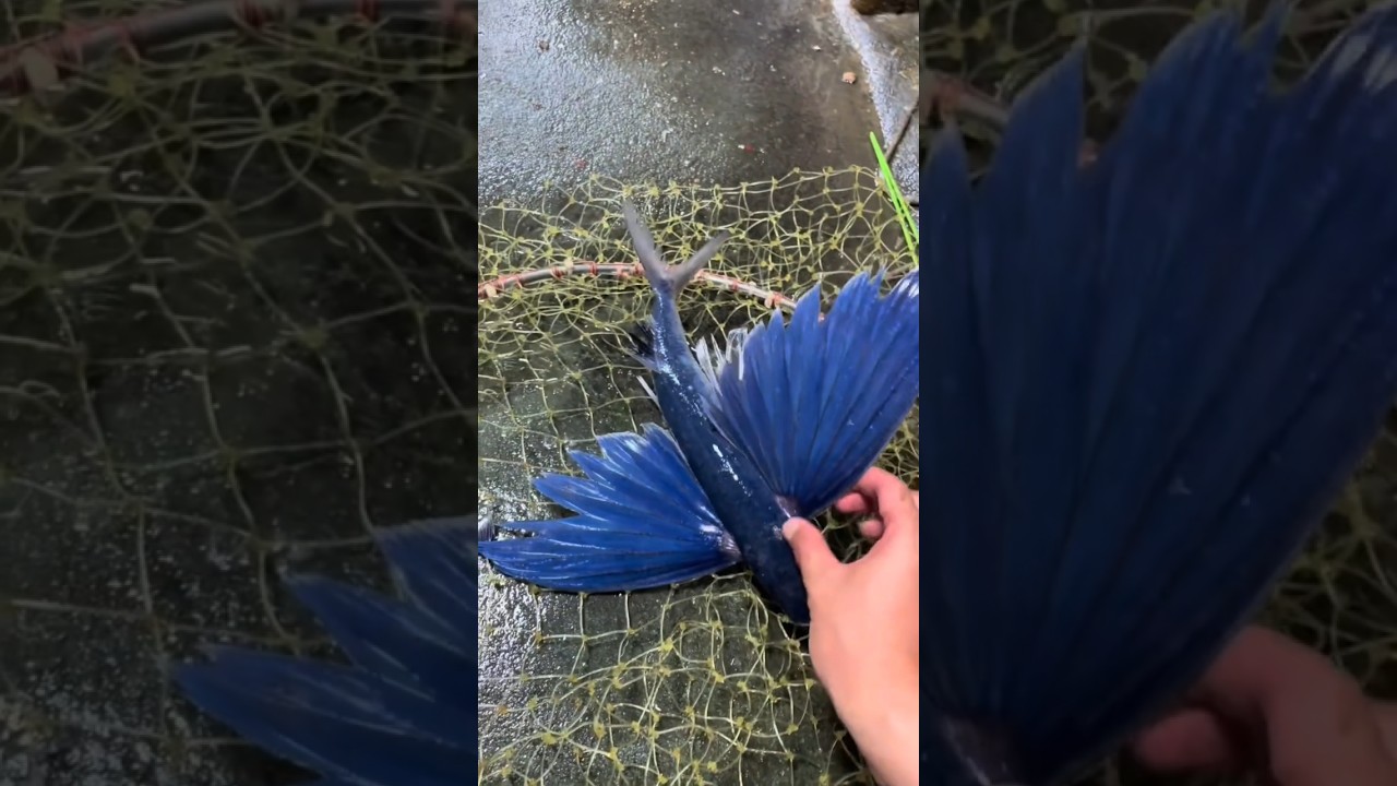 🐟✈️సముద్రం నుంచి ఆకాశంలోకి! ఎగిరే చేప రహస్యం