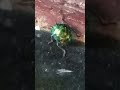Fasta leaf beetle 🐞